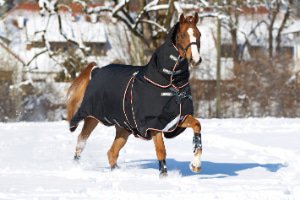 Uitlijnen Inconsistent maag Dekens Vanaf 165cm kopen? MHS Ruitersport de grootste online ruitershop! Uitlijnen Inconsistent maag Dekens Vanaf 165cm kopen? MHS Ruitersport de grootste online ruitershop!