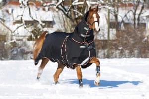 leider Verbazing marge Dekens Vanaf 165cm kopen? MHS Ruitersport de grootste online ruitershop!