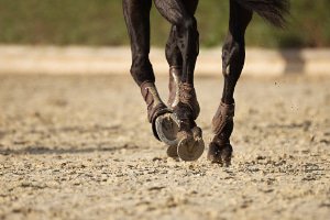 Kogelbeschermers Paard