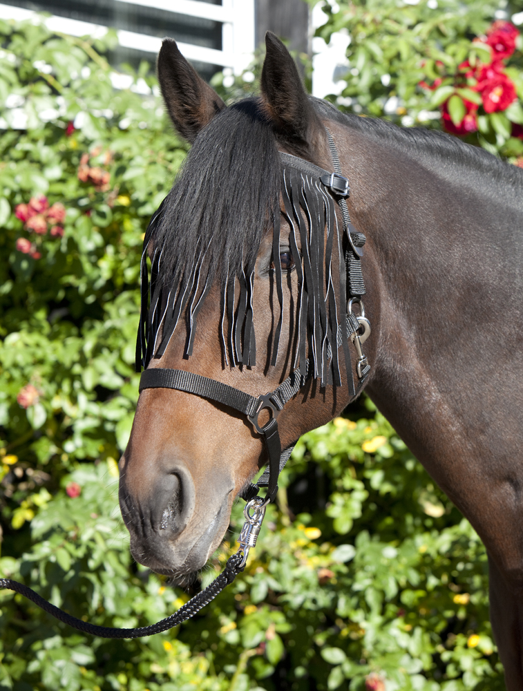 Afbeelding Anti-vliegenfrontriem van leer door Minihorseshop.nl