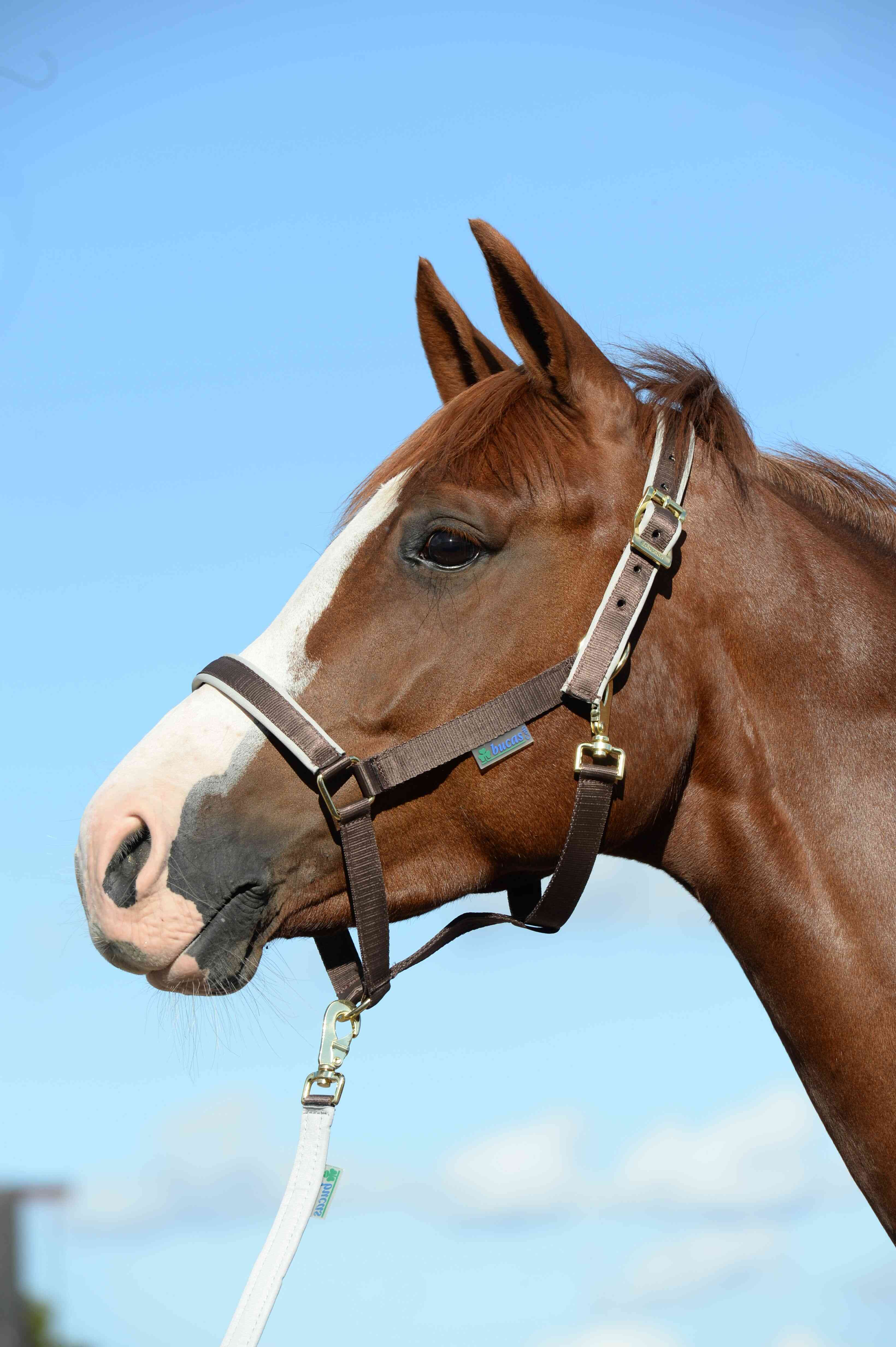 Bucas Halter Dublin Bucas Halter Dublin