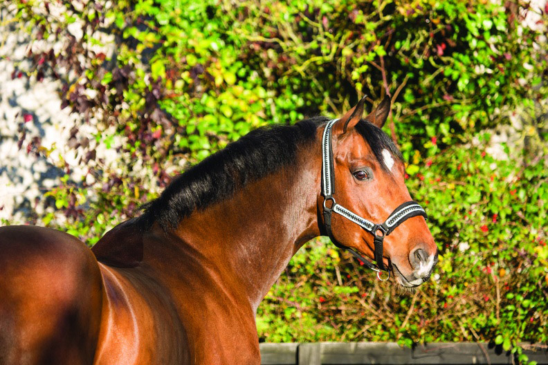 Horseware Rambo Diamante Headcollar Horseware Rambo Diamante Headcollar