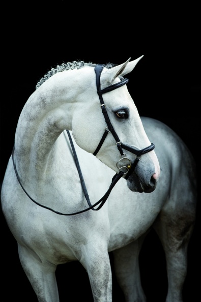 Horseware Rambo Micklem Comp teugels Engels leer Horseware Rambo Micklem Comp teugels Engels leer