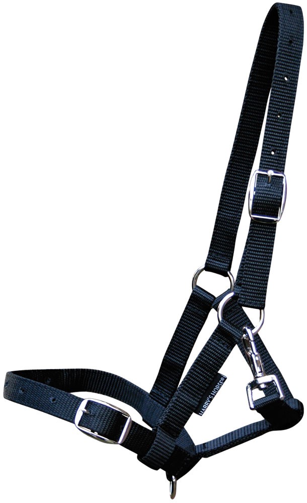Harry's Horse Veulenhalster paard Harry's Horse Veulenhalster paard
