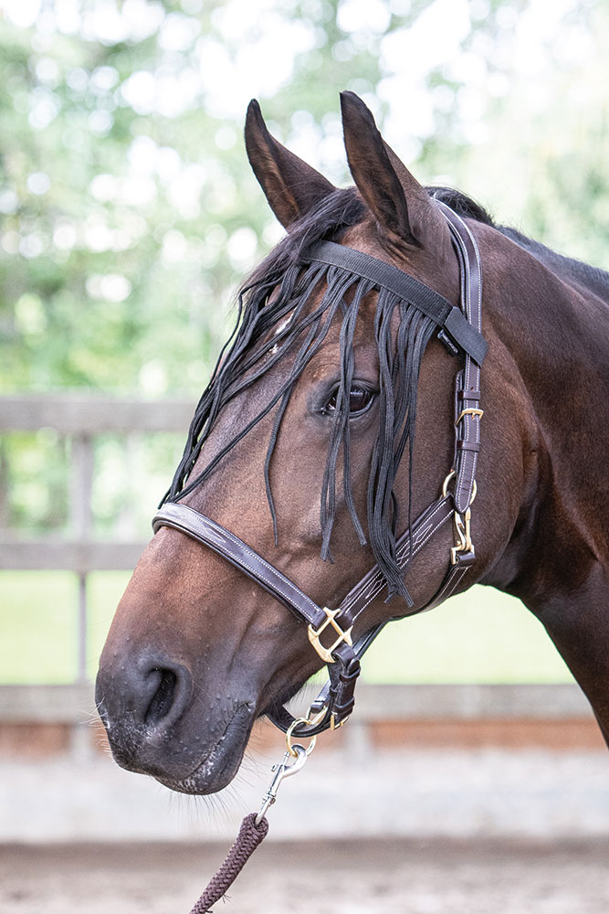 Harry's Horse Vliegenfrontriem Harry's Horse Vliegenfrontriem