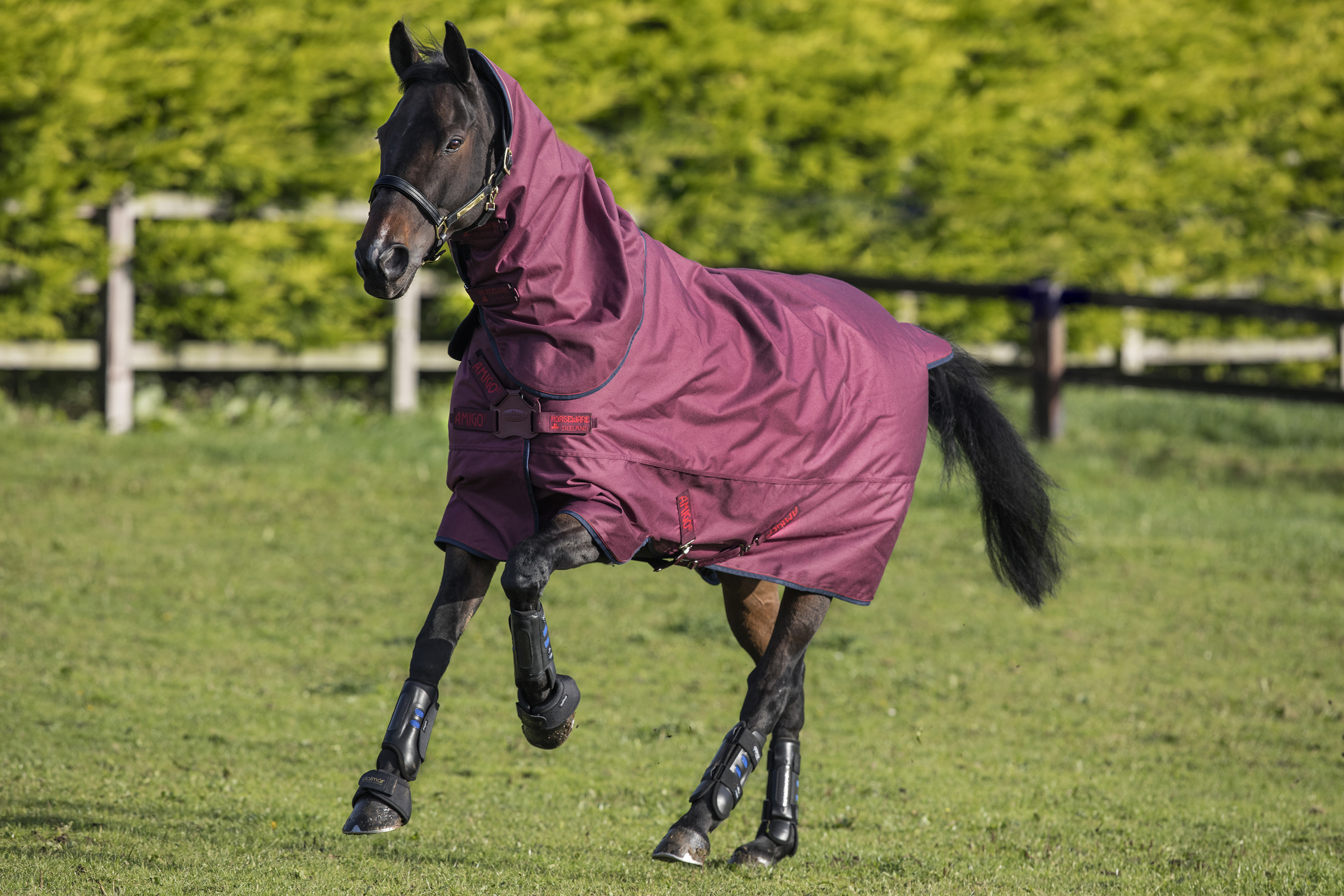 Horseware Amigo Hero ACY Plus Med Disc Horseware Amigo Hero ACY Plus Med Disc