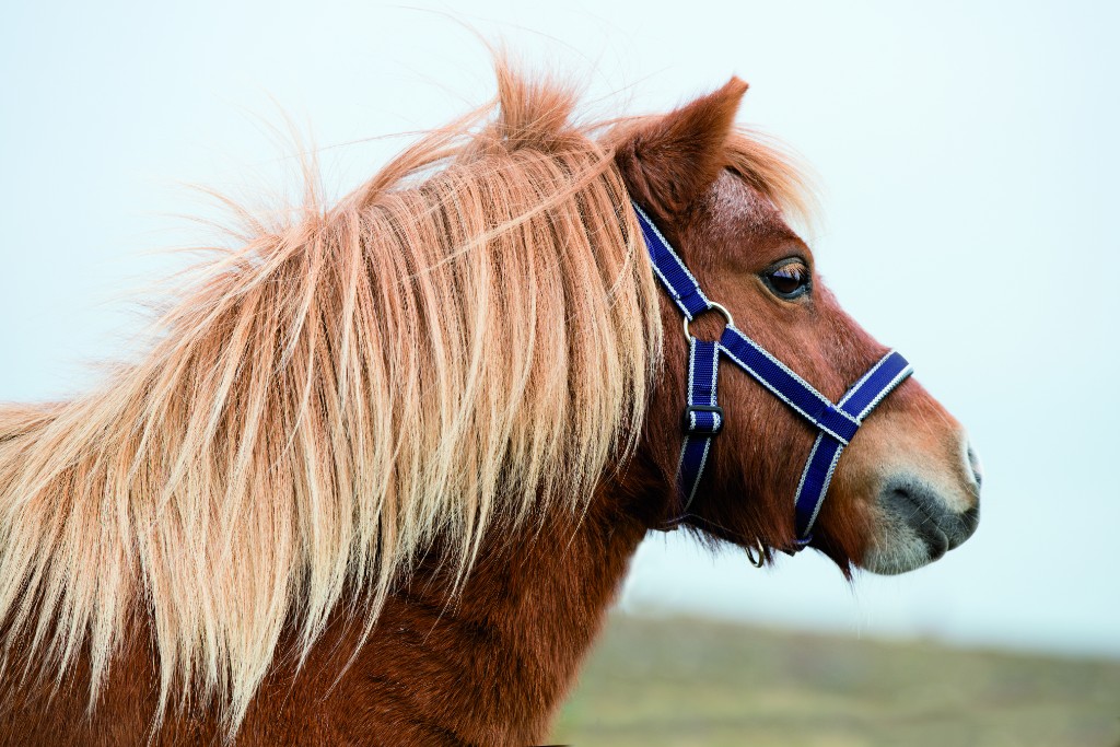 Horseware Amigo Petite Halster Horseware Amigo Petite Halster