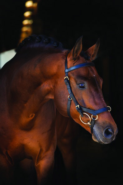 Horseware Rambo Micklem Multi Bridle Horseware Rambo Micklem Multi Bridle