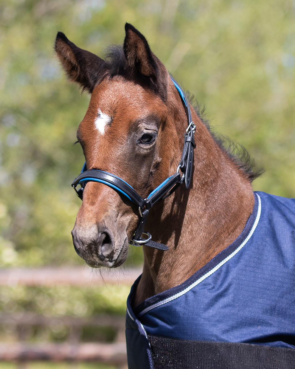 QHP Halster veulen leer Spirit QHP Halster veulen leer Spirit