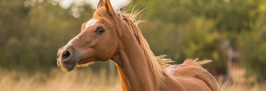 Deze invloed heeft stress op jouw paard