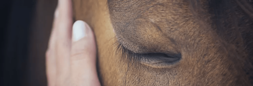 Droes, wat is dat eigenlijk? | MHS Ruitersport