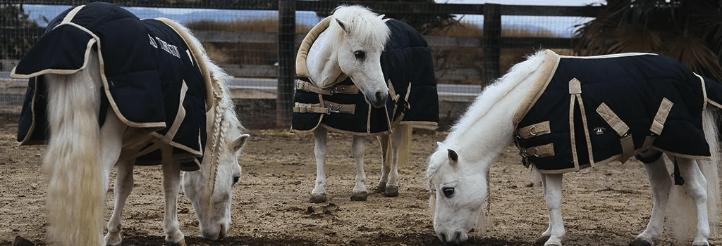 Het houden van minipaard/shetlander | MHS Ruitersport