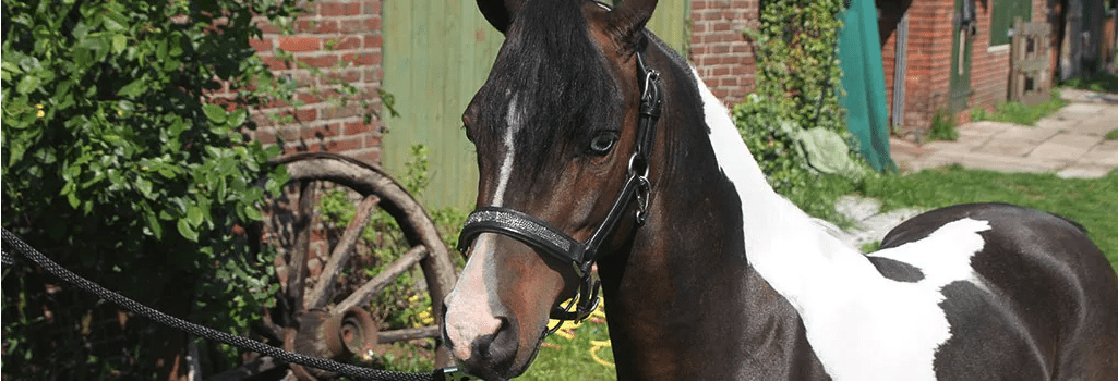 Verschillende soorten minipaarden en de bijhorende stamboeken