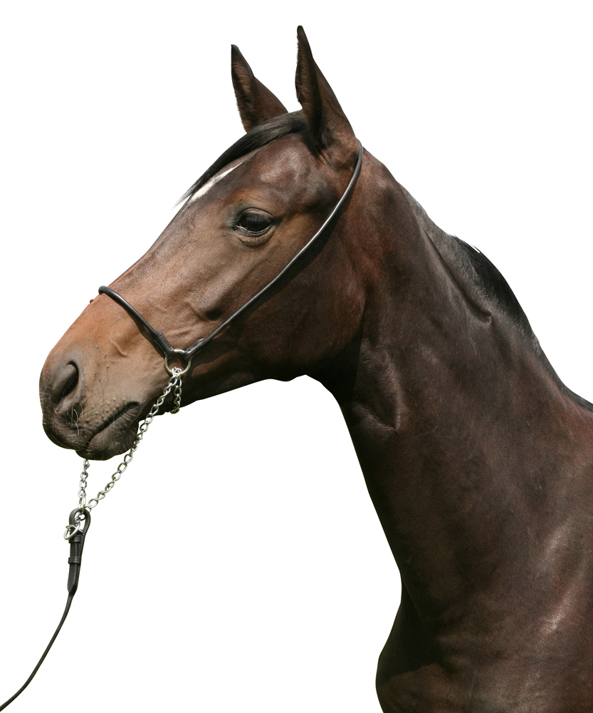 Afbeelding Show-voorbrenghalster door Minihorseshop.nl