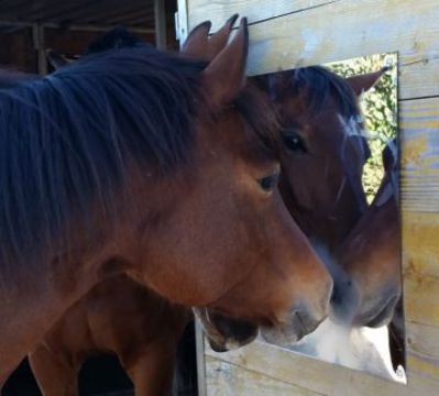 Afbeelding Hofman Spiegel voor trailer, box en stal door Minihorseshop.nl